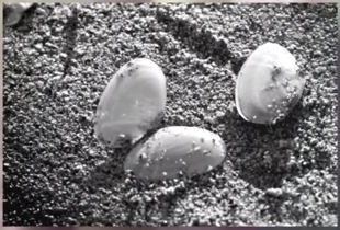 続・最後から二番目の恋